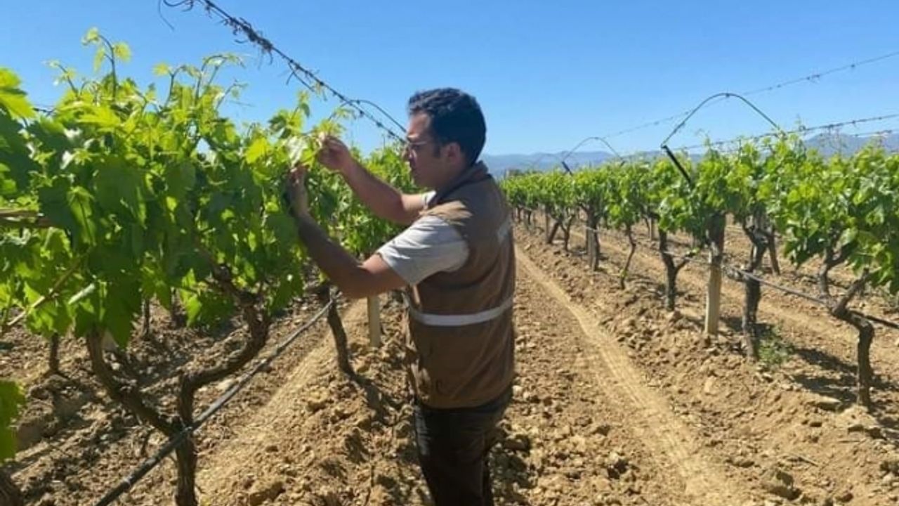 Sarıgöl’de üzüm üreticilerine feromon teli ve kapsül hatırlatması