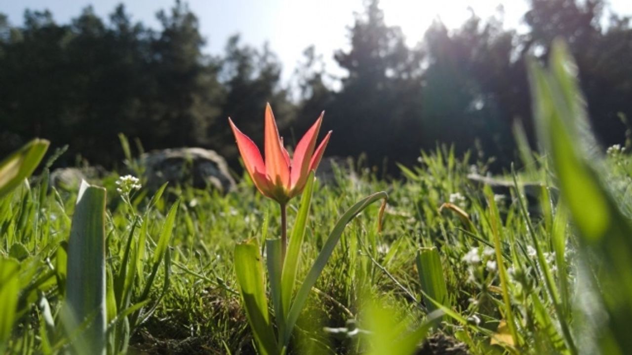 Yılda bir kez açan bu laleleri koparmanın cezası 387 bin lira