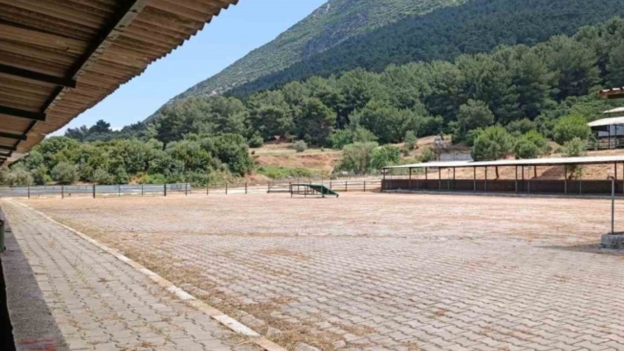 Manisa Canlı Hayvan Borsası 2024 Kurban Bayramı’na hazır