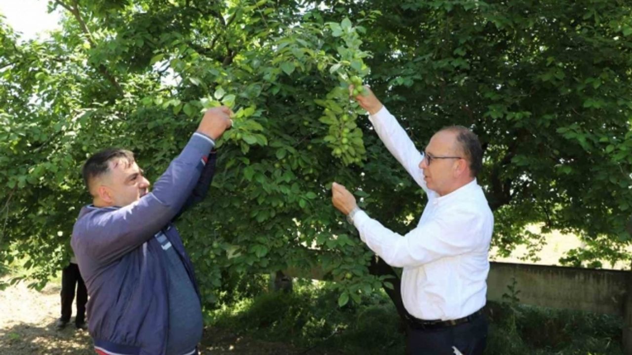 Turgutlu Belediyesi ‘En güzel erik’ yarışması düzenliyor