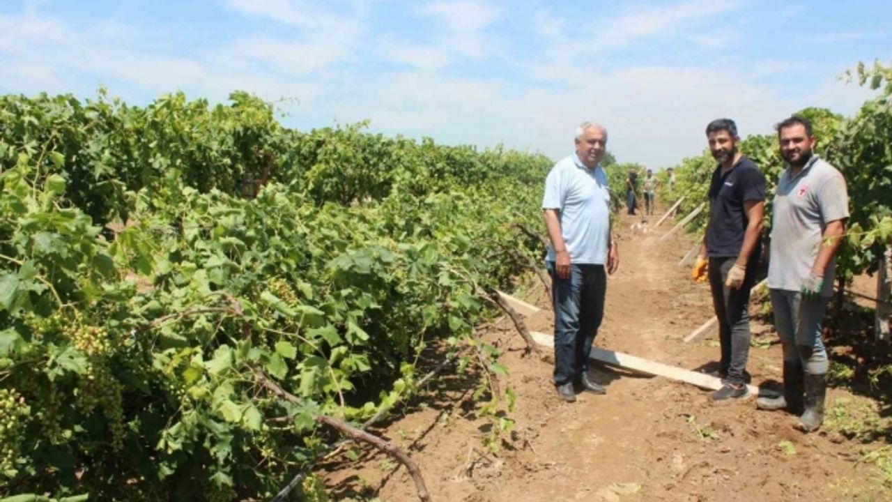 Dolu yağışının ardından üzüm bağlarında hasar tespiti başladı