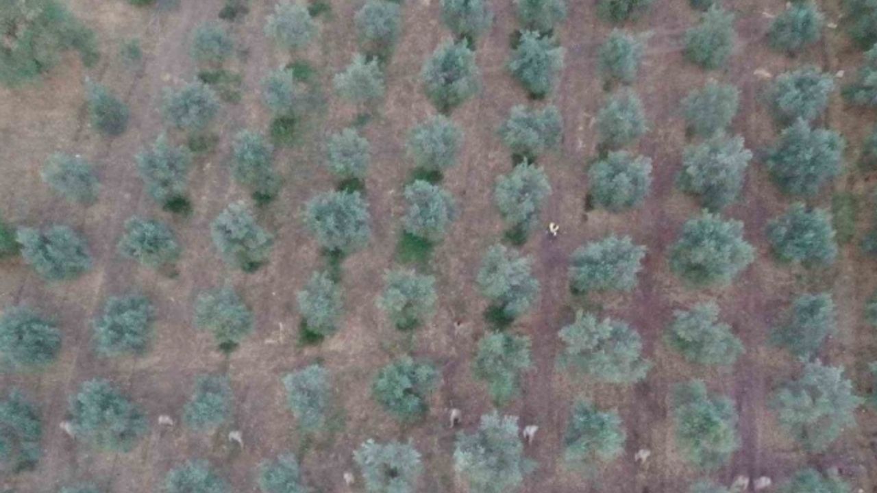 Manisa jandarmasından zehir tacirlerine geçit yok: 4 gözaltı