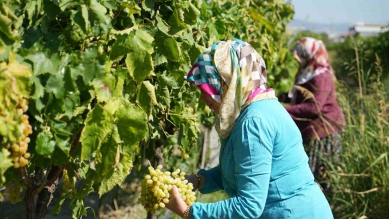 Erken hasat kuru üzümde kilogram kaybına neden oluyor