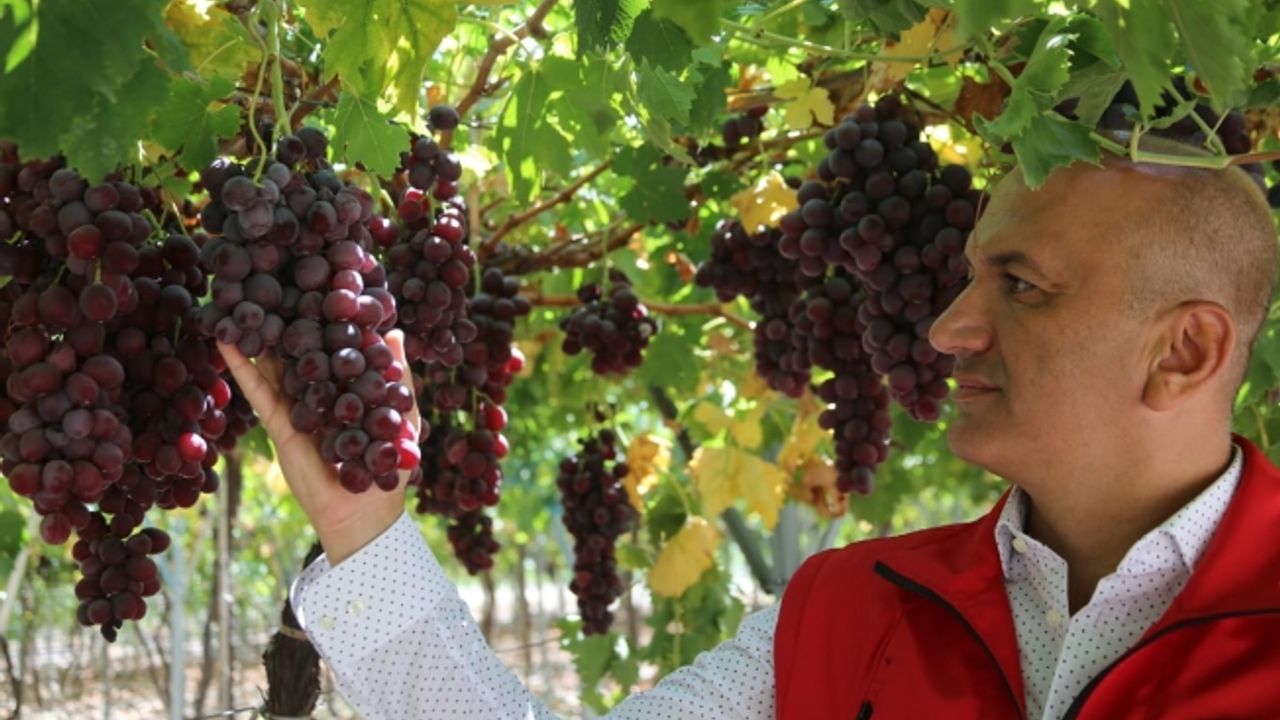 Bu kitap üzümün değerine değer katacak