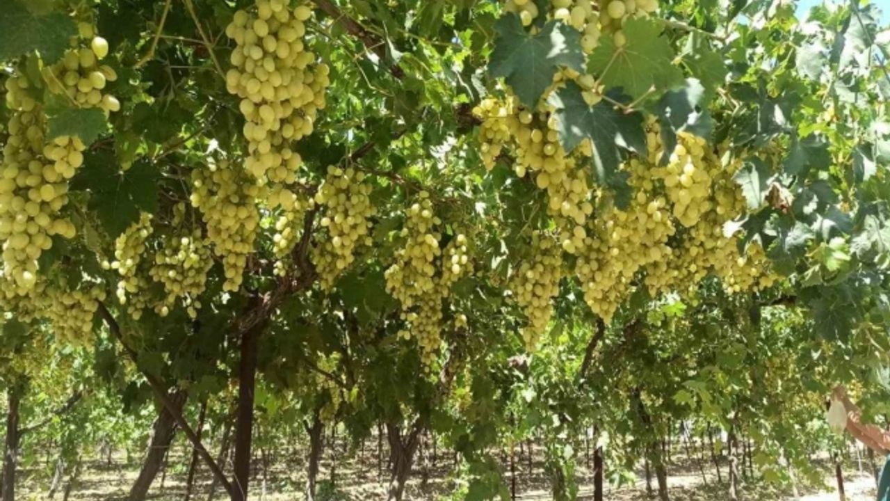 Manisa’da Mevlana Üzümü dalında 25 TL’den satılıyor