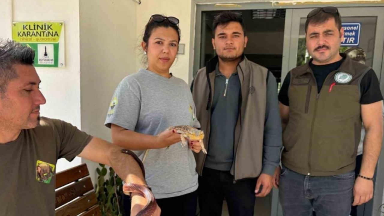 Manisa’da Mısır yılanı ve sakallı ejder satışı yapan petshopa ceza