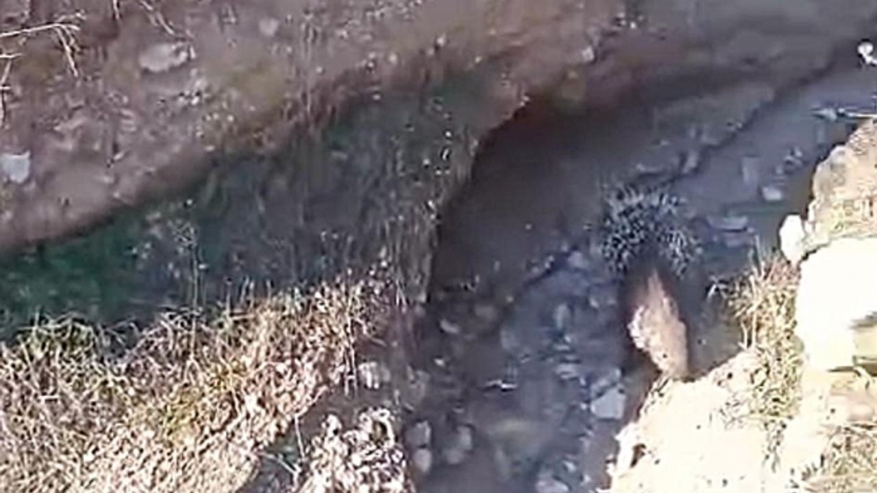 Nesli tükenmekte olan oklu kirpiler belediye ekipleri tarafından kurtarıldı