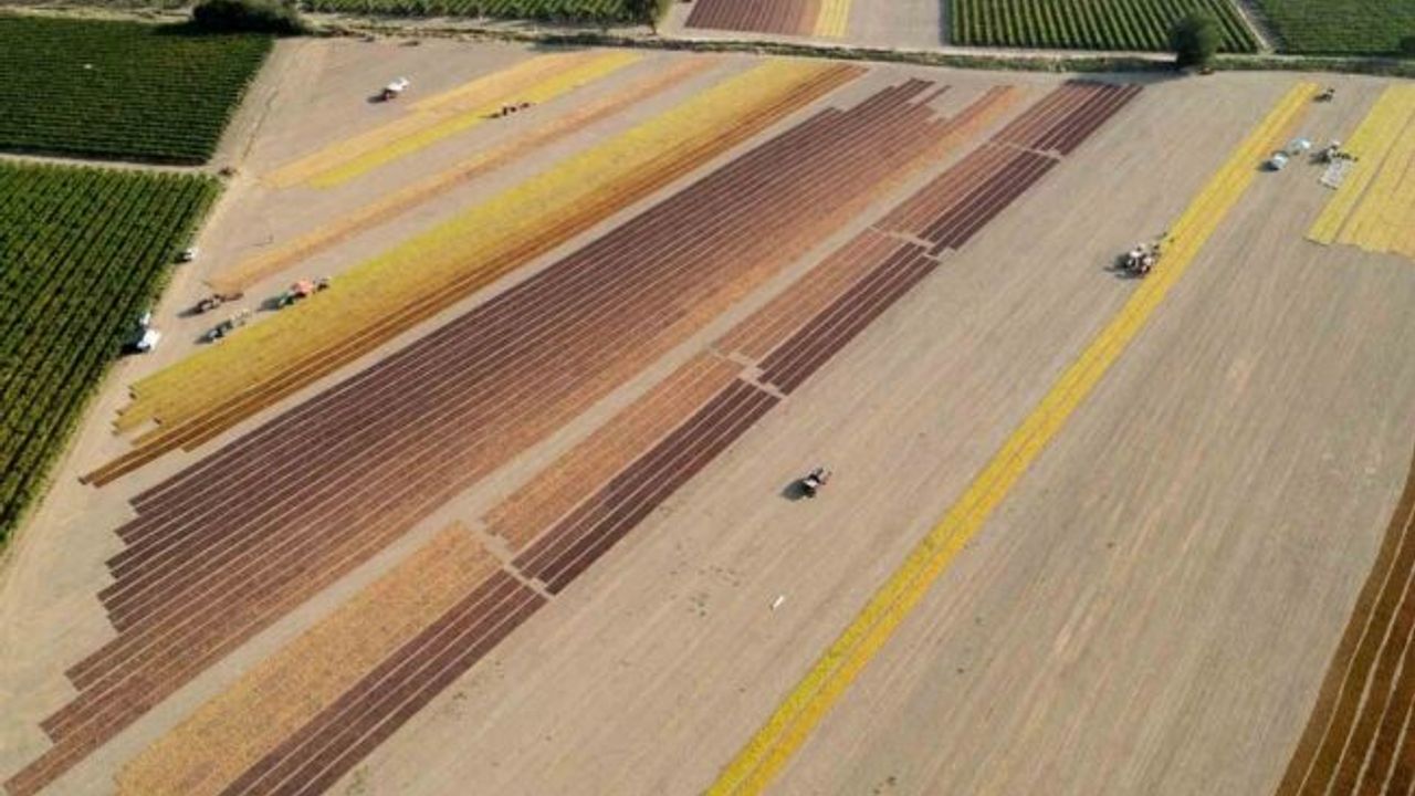 Manisa 2024 yılında 842 milyon dolarlık tarımsal ihracat yaptı