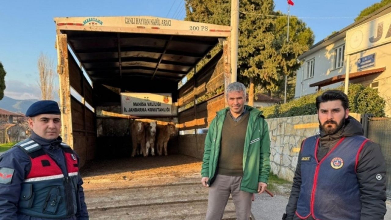 Akhisar’da çalınıp Bigadiç’te satılan buzağılar sahibine teslim edildi