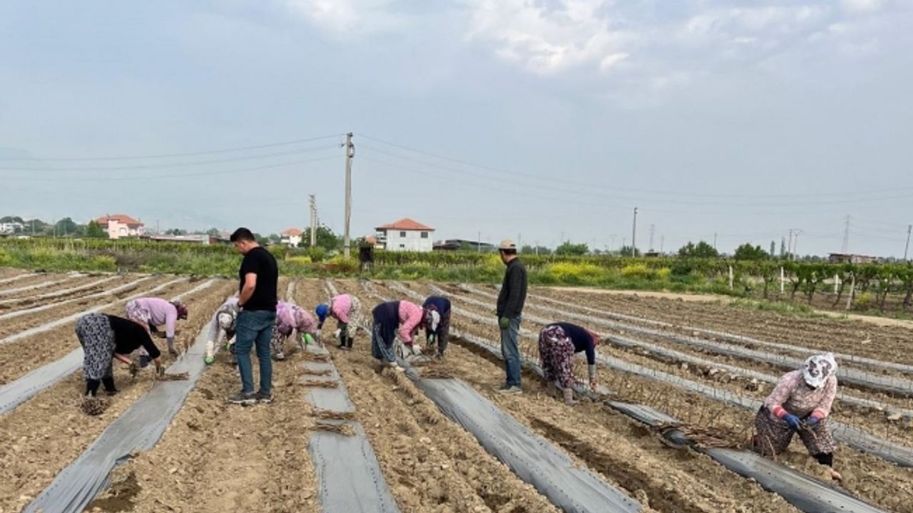 Girişimci kardeşler 10 çeşit üzüm bağ çubuğu yetiştirmeye başladı