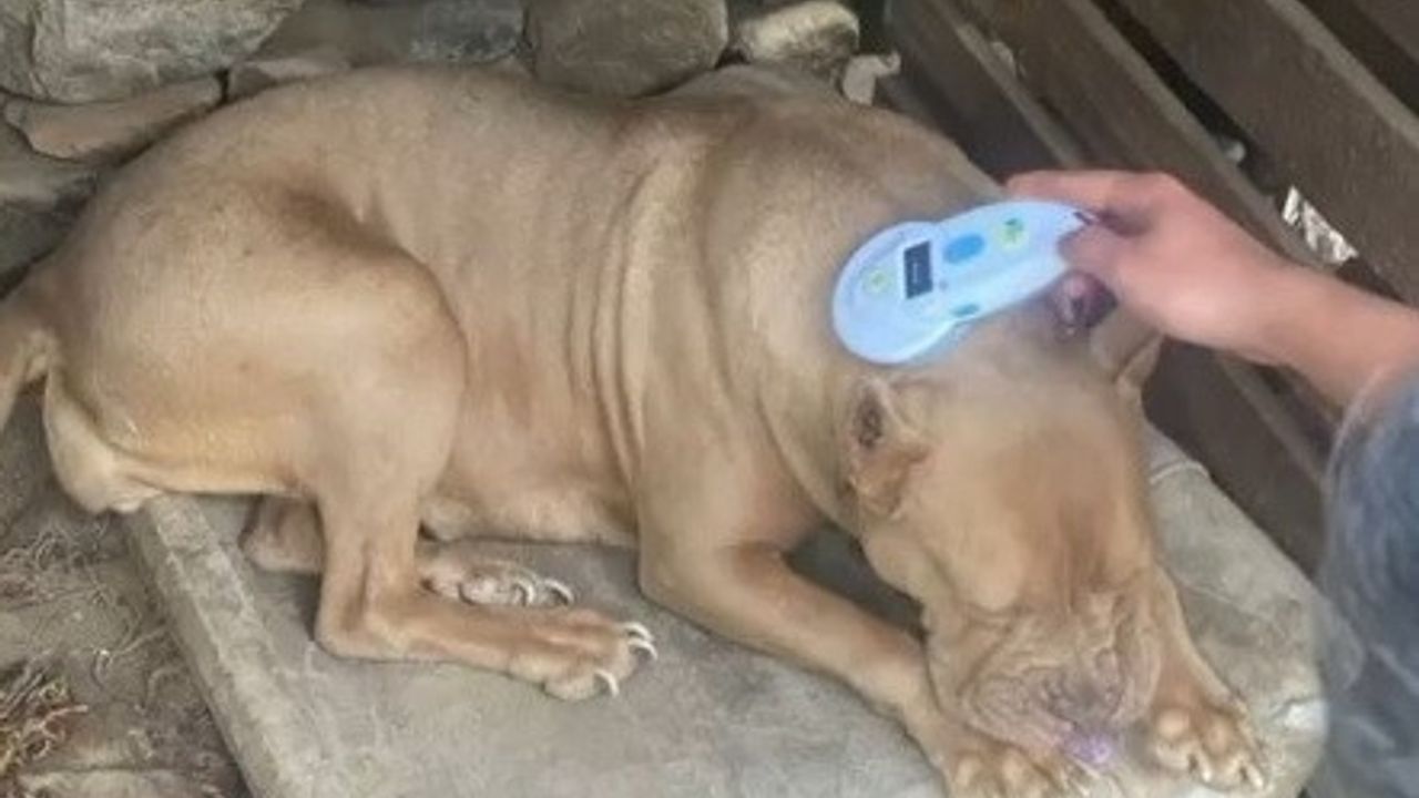 Manisa’da pitbull besleyen iki kişiye 304 bin lira ceza