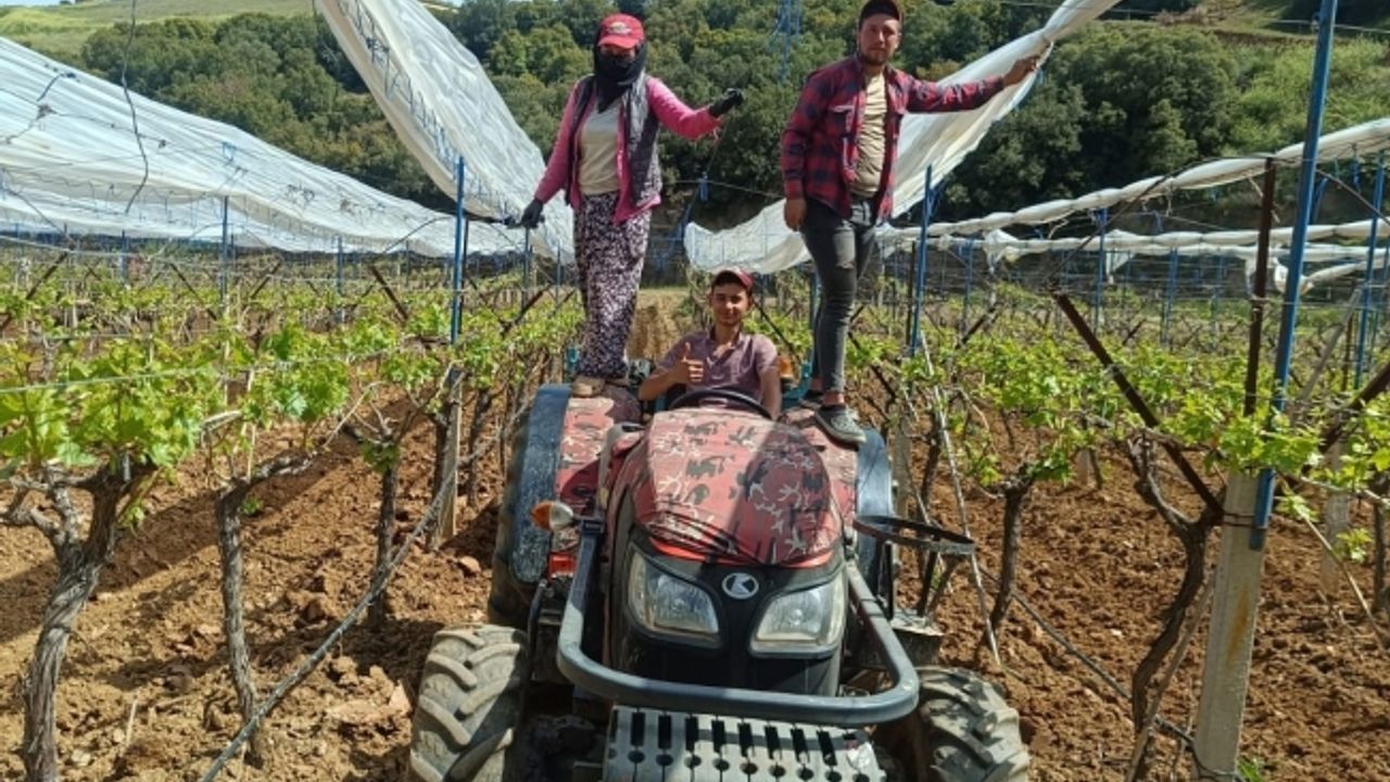 Üzüm bağlarına İtalyan dolu tül sistemi uygulaması başlandı