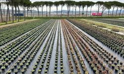 80 yıldır fidan üretiyorlar