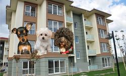 Apartmanda hayvan beslemek komşu iznine tabi