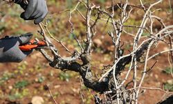 "Bağları erken budamayın, Sigorta yaptırın”