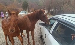 Yılkı Atları, ziyaretçileri yolda karşılıyor