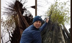 650 yıllık ağaçta yeşeren çitlembik ağacı