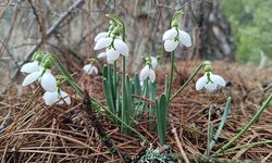 Kardelenler Spil Dağı'nda 2. kez çiçek açtı