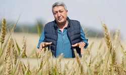 Susuzluktan buğdaylar sarardı