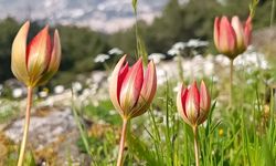 Koparmanın cezası yarım milyonun üstünde