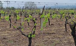 Uzmanından bağları ilaçlayın uyarısı