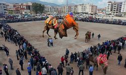 Yunusemre'de 3 kez ertelenen deve güreşi yapıldı