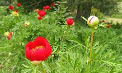 Spil Dağı Milli Parkı’nda Şakayıklar açtı