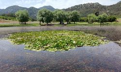 Sülüklü Göl’de açan “nilüfer çiçekleri”