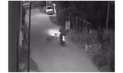 Sokak Köpeklerine bir an önce çözüm bulunmalı