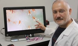 Uzmanı uyarıyor: 'Yakarca' ısırığı öldürücü olabilir