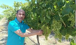 Zarar gören bağlarda normal sezondaymış gibi devam edilmeli