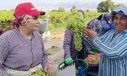 Sarıgöl’de 5,5 kiloluk üzüm salkımı