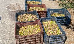 Jandarma’dan incir hırsızlarına suçüstü