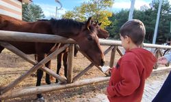 Yılkı atlarını elleriyle beslediler