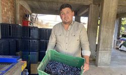 Alaşehir’de zeytinde rekolte düşük, kalite yüksek