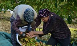 Demirci’de ceviz hasadına başlandı