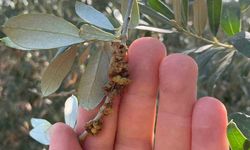 Salihli’de üreticilere zeytin dal kanseri uyarısı