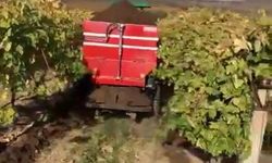 Sarıgöl’de bağlara kışlık doğal gübre verilmeye başlandı