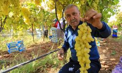 Sarıgöl’de üzüm fiyatları dibe vurdu