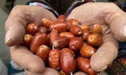 Alaşehir’de iğde ağaçlarının sayısı her geçen gün azalıyor