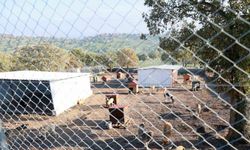 Sahiplendiği iki köpeği sokağa atan şahsa 172 bin TL ceza