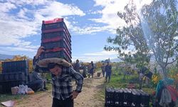 Sarıgöl’de üzüm kesimi aralık ayında da sürüyor