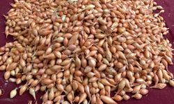 Soğan üreticilerine ‘Dikim zamanı’ uyarısı