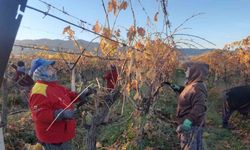 Üzüm bağlarında kadın istihdamı artıyor