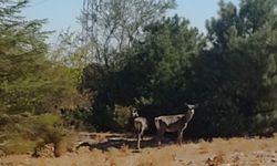 Kızıl geyikler Spil’de görüntülendi