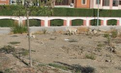 Sokak hayvanları mağdurları bitmek bilmiyor