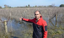 Rekor yağıştan su altında kalan bağlarda budama yapılamıyor