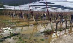 Göle dönen bağlarda budama mücadelesi