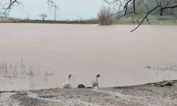 Kuruyan Sülüklü Göl yeniden canlandı