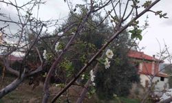 Sarıgöl'de ağaçlar çiçek açtı, dağlar mantar doldu